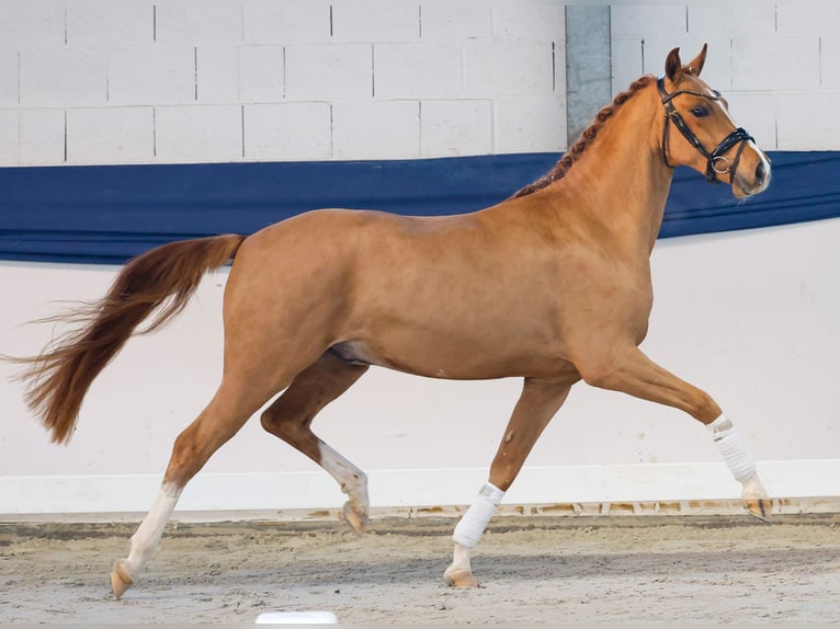 German Riding Pony Gelding 3 years 14,1 hh Chestnut-Red in Marsberg