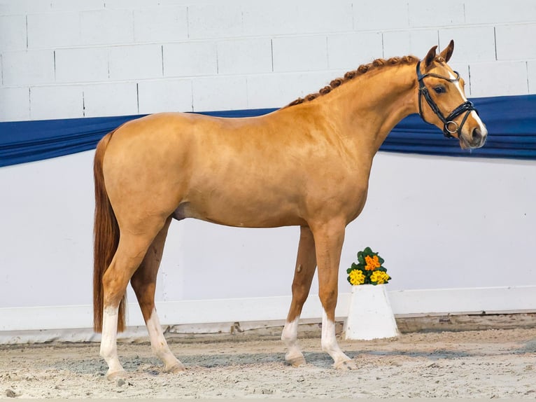 German Riding Pony Gelding 3 years 14,1 hh Chestnut-Red in Marsberg