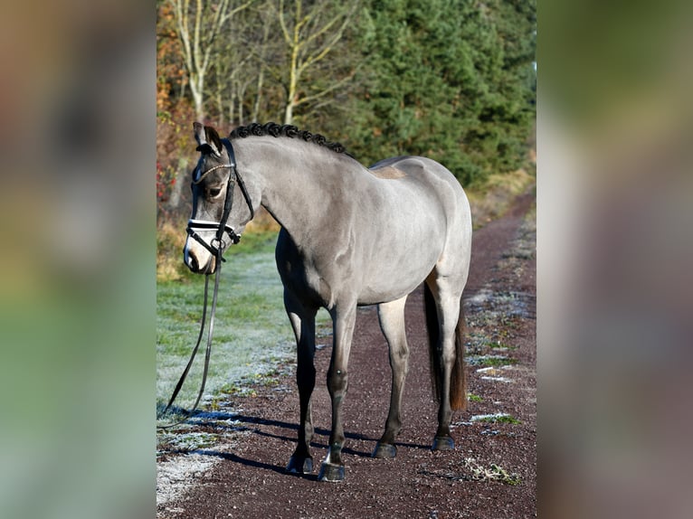 German Riding Pony Gelding 3 years 14,1 hh in Kamern