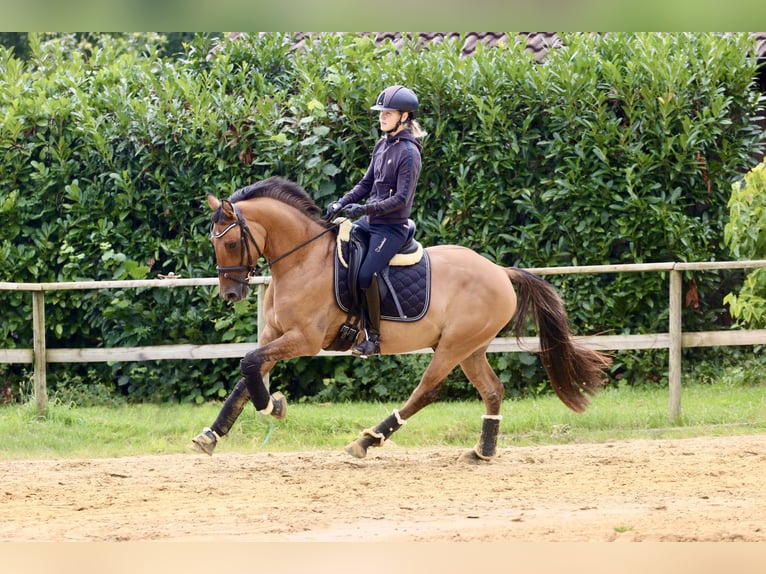 German Riding Pony Gelding 3 years 14,1 hh Dun in Tecklenburg