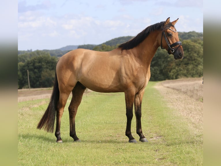 German Riding Pony Gelding 3 years 14,1 hh Dun in Tecklenburg