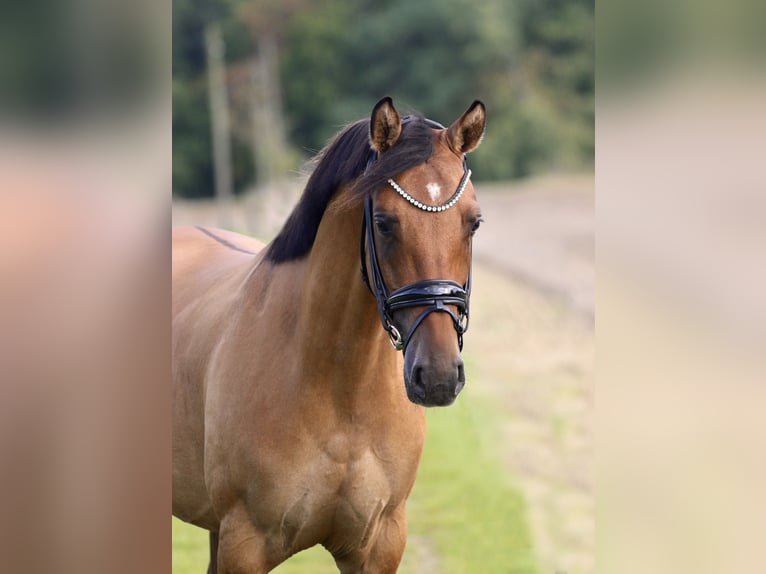 German Riding Pony Gelding 3 years 14,1 hh Dun in Tecklenburg