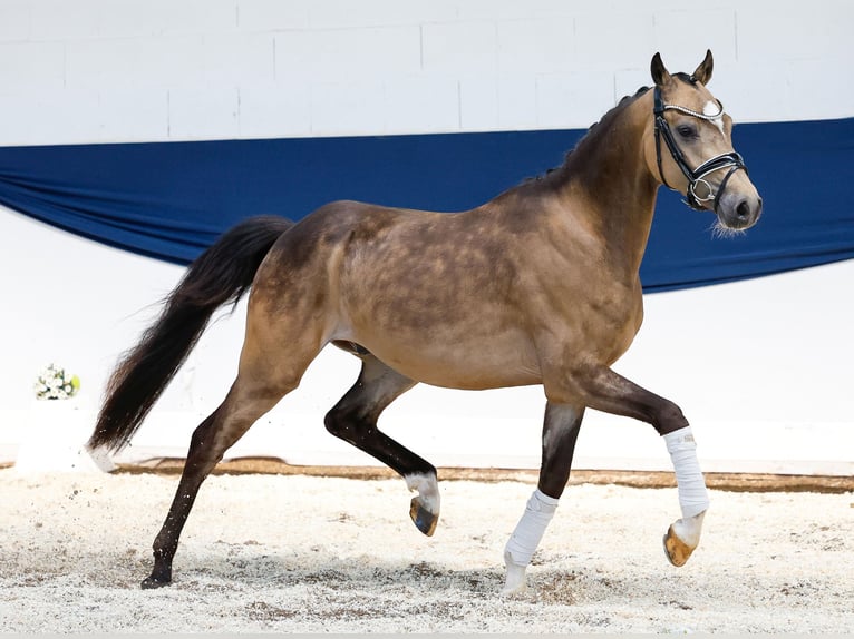 German Riding Pony Gelding 3 years 14,1 hh Dun in Marsberg