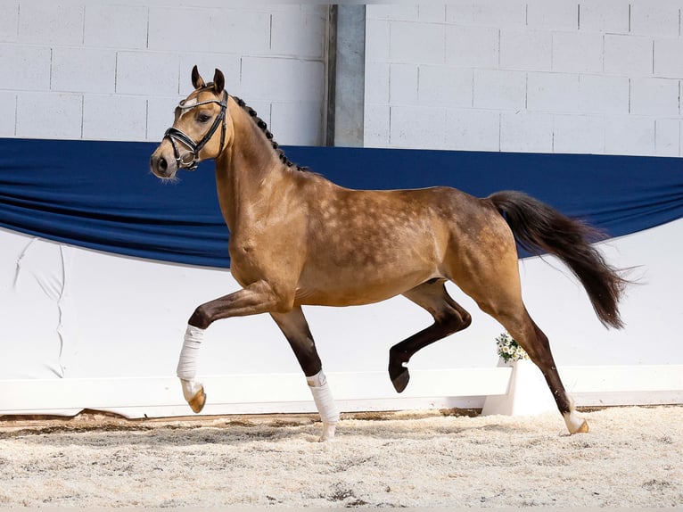 German Riding Pony Gelding 3 years 14,1 hh Dun in Marsberg