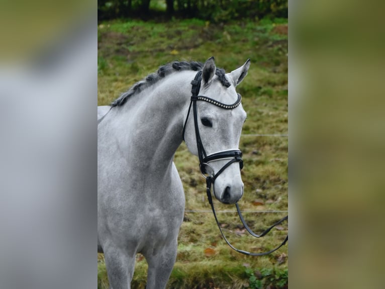 German Riding Pony Gelding 3 years 14,1 hh Grey in F&#xFC;rstenau