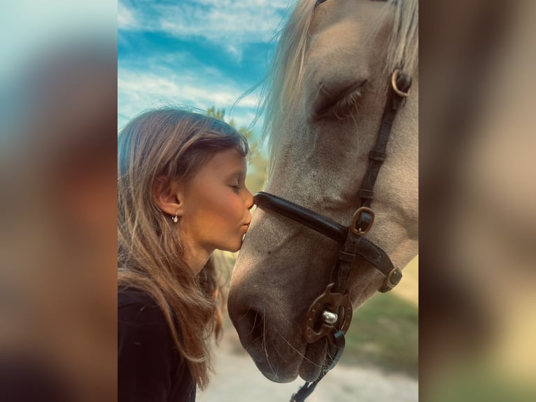 German Riding Pony Gelding 3 years 14,1 hh Palomino in Tata