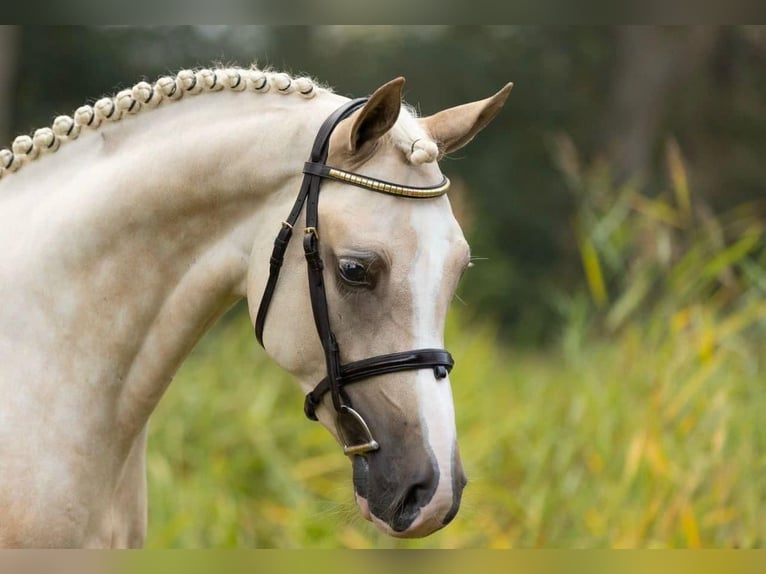 German Riding Pony Gelding 3 years 14,1 hh Palomino in Tata
