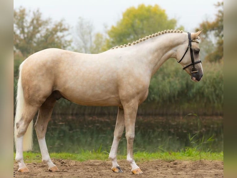 German Riding Pony Gelding 3 years 14,1 hh Palomino in Tata