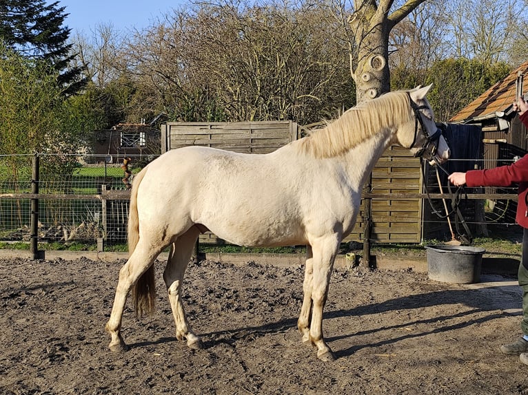 German Riding Pony Gelding 3 years 14,1 hh Palomino in Nordenham