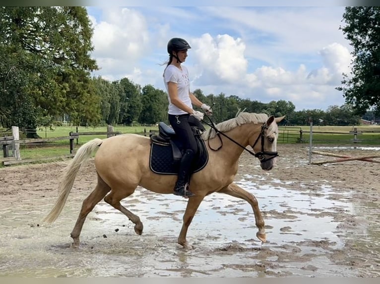 German Riding Pony Gelding 3 years 14,1 hh Palomino in Ankum