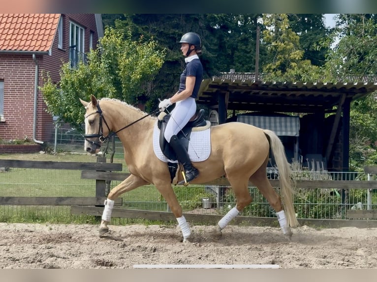German Riding Pony Gelding 3 years 14,1 hh Palomino in Ankum