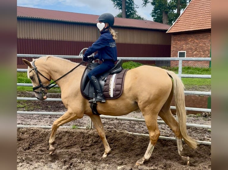 German Riding Pony Gelding 3 years 14,1 hh Palomino in Ankum