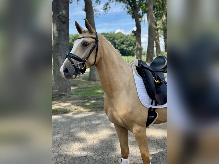 German Riding Pony Gelding 3 years 14,1 hh Palomino in Ankum