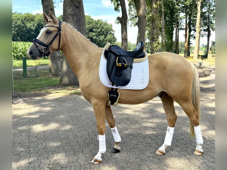 German Riding Pony Gelding 3 years 14,1 hh Palomino in Ankum