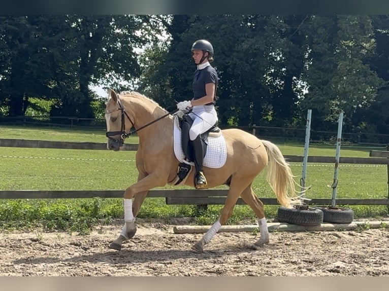 German Riding Pony Gelding 3 years 14,1 hh Palomino in Ankum