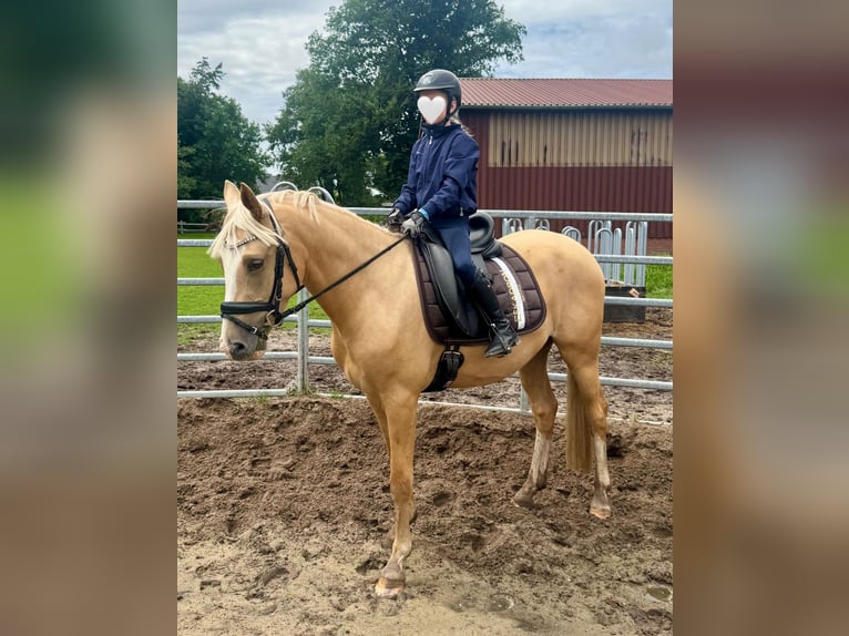 German Riding Pony Gelding 3 years 14,1 hh Palomino in Ankum