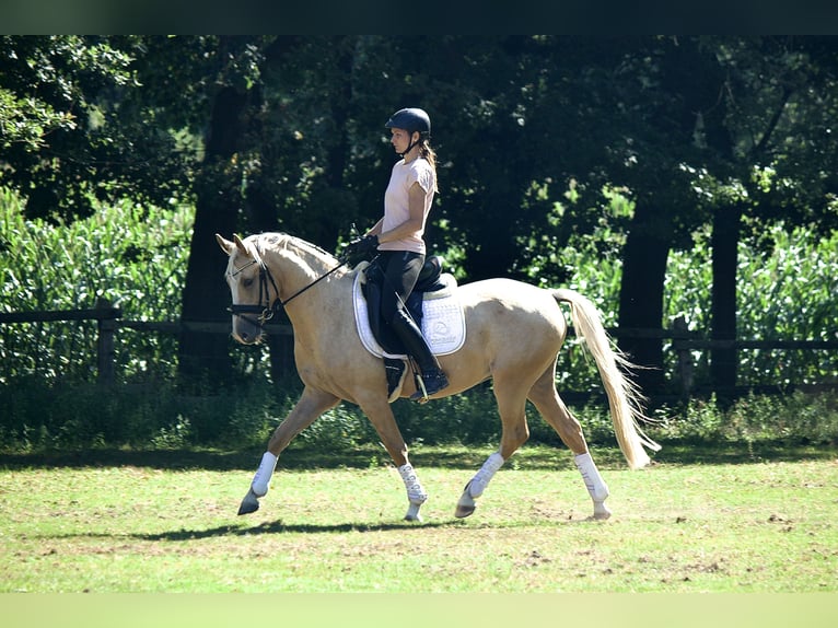 German Riding Pony Gelding 3 years 14,1 hh Palomino in Ankum