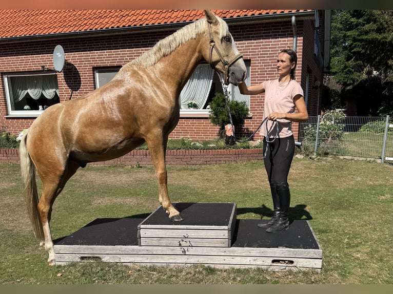 German Riding Pony Gelding 3 years 14,1 hh Palomino in Ankum