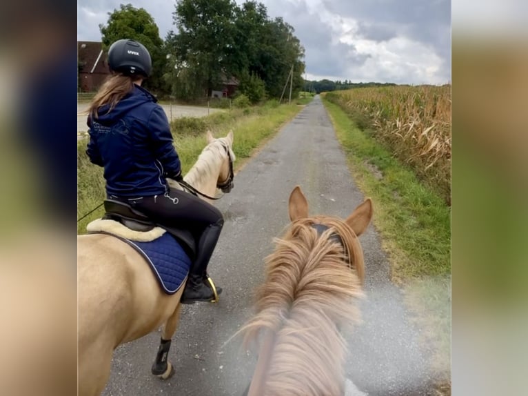 German Riding Pony Gelding 3 years 14,1 hh Palomino in Ankum