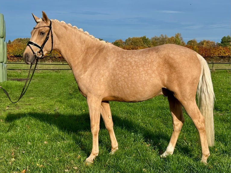 German Riding Pony Gelding 3 years 14,1 hh Palomino in Großenkneten