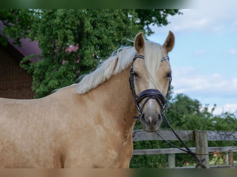 German Riding Pony Gelding 3 years 14,1 hh Palomino in Herzebrock-Clarholz