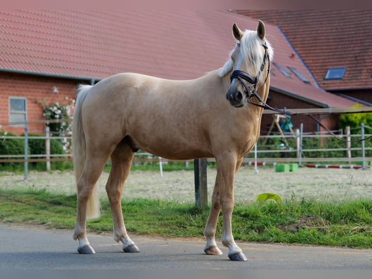 German Riding Pony Gelding 3 years 14,1 hh Palomino in Herzebrock-Clarholz