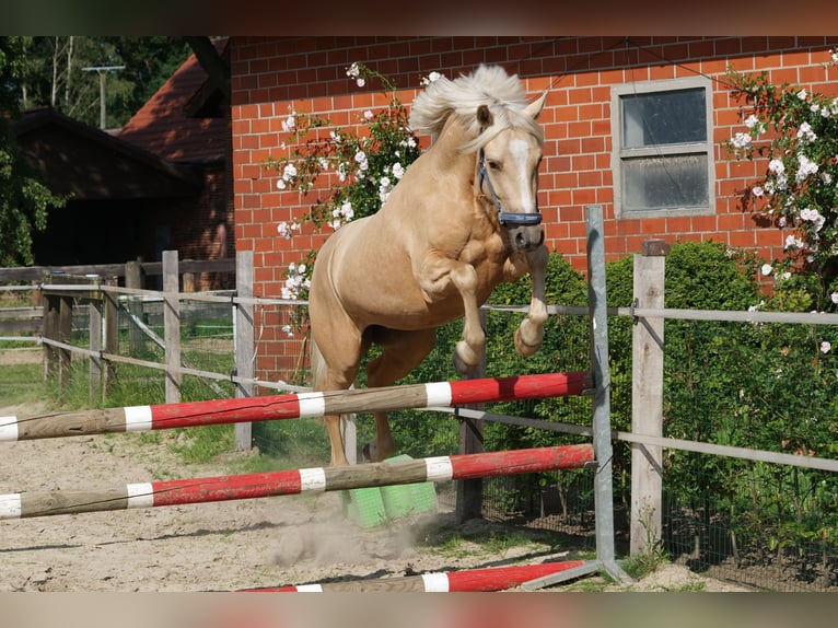 German Riding Pony Gelding 3 years 14,1 hh Palomino in Herzebrock-Clarholz