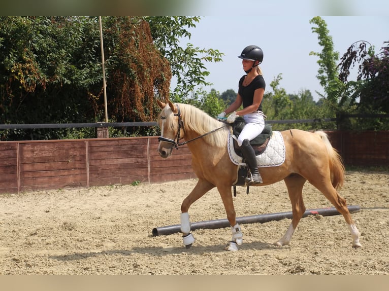 German Riding Pony Gelding 3 years 14,1 hh Palomino in Rees