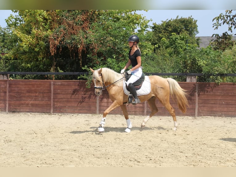 German Riding Pony Gelding 3 years 14,1 hh Palomino in Rees