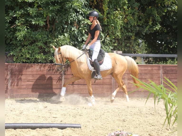 German Riding Pony Gelding 3 years 14,1 hh Palomino in Rees