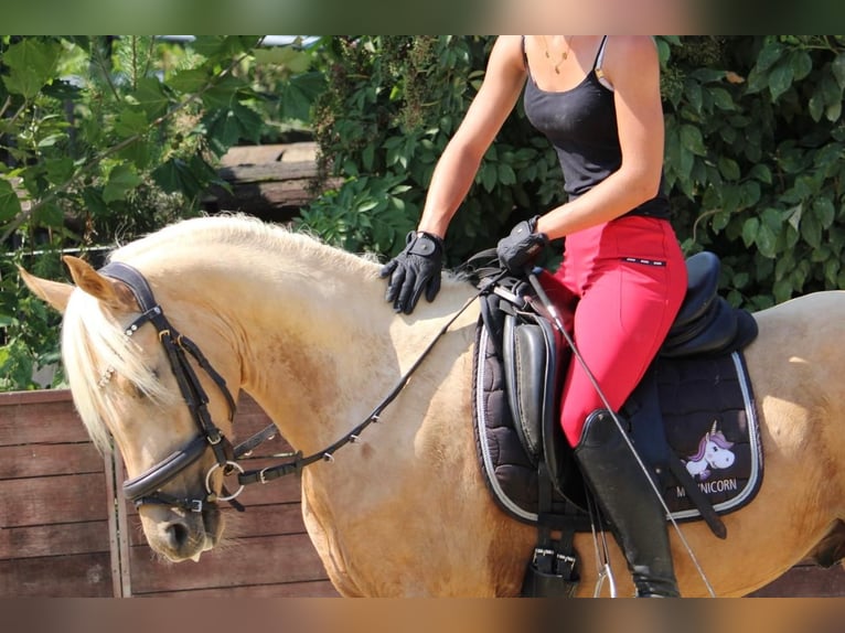 German Riding Pony Gelding 3 years 14,1 hh in Rees