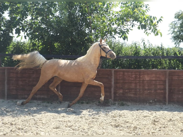 German Riding Pony Gelding 3 years 14,1 hh in Rees