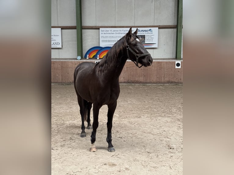 German Riding Pony Gelding 3 years 14,1 hh in Hinte