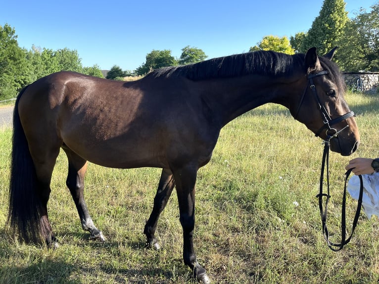 German Riding Pony Gelding 3 years 14,2 hh Bay-Dark in Wildend&#xFC;rnbach
