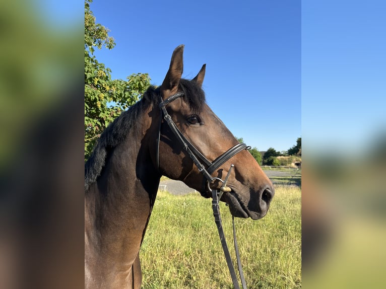 German Riding Pony Gelding 3 years 14,2 hh Bay-Dark in Wildend&#xFC;rnbach