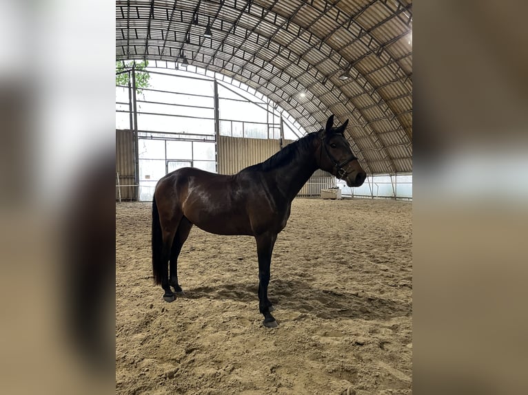German Riding Pony Gelding 3 years 14,2 hh Bay-Dark in Wildend&#xFC;rnbach