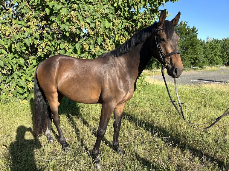 German Riding Pony Gelding 3 years 14,2 hh Bay-Dark in Wildend&#xFC;rnbach