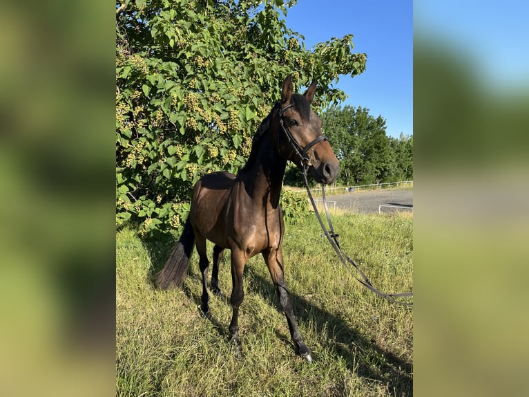 German Riding Pony Gelding 3 years 14,2 hh Bay-Dark in Wildend&#xFC;rnbach