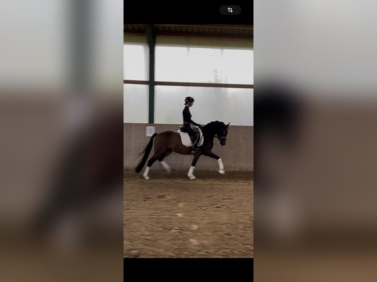 German Riding Pony Gelding 3 years 14,2 hh Bay-Dark in Telgte