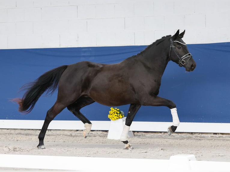 German Riding Pony Gelding 3 years 14,2 hh Black in Marsberg