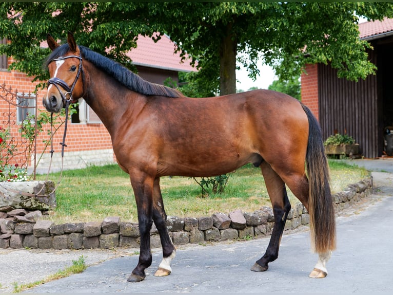 German Riding Pony Gelding 3 years 14,2 hh Brown in Herzebrock-Clarholz