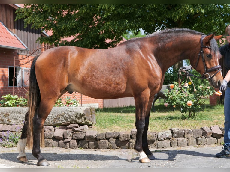 German Riding Pony Gelding 3 years 14,2 hh Brown in Herzebrock-Clarholz
