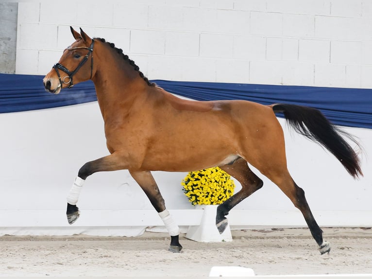 German Riding Pony Gelding 3 years 14,2 hh Brown in Marsberg
