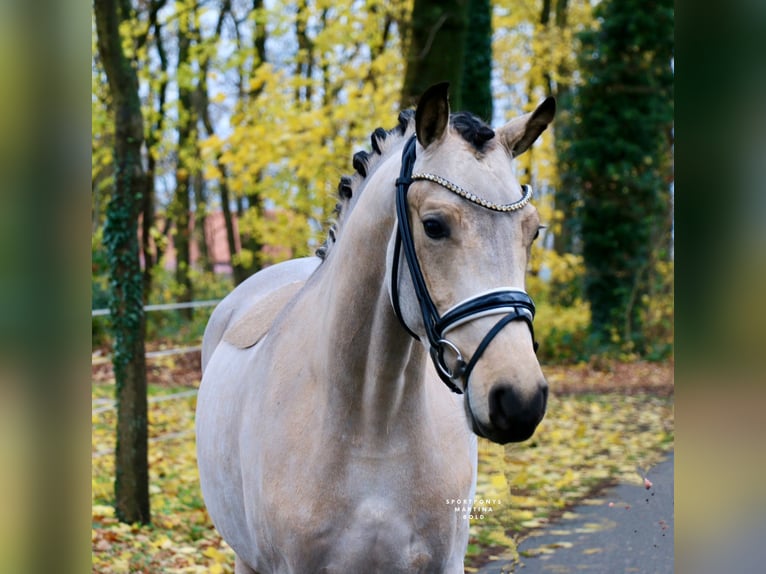 German Riding Pony Gelding 3 years 14,2 hh Buckskin in Recke, bei Osnabrück