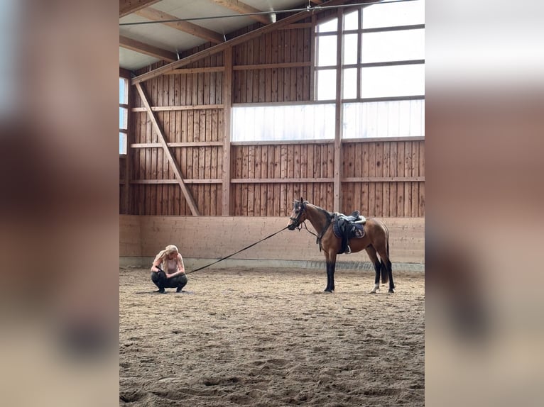 German Riding Pony Gelding 3 years 14,2 hh Buckskin in Haibach