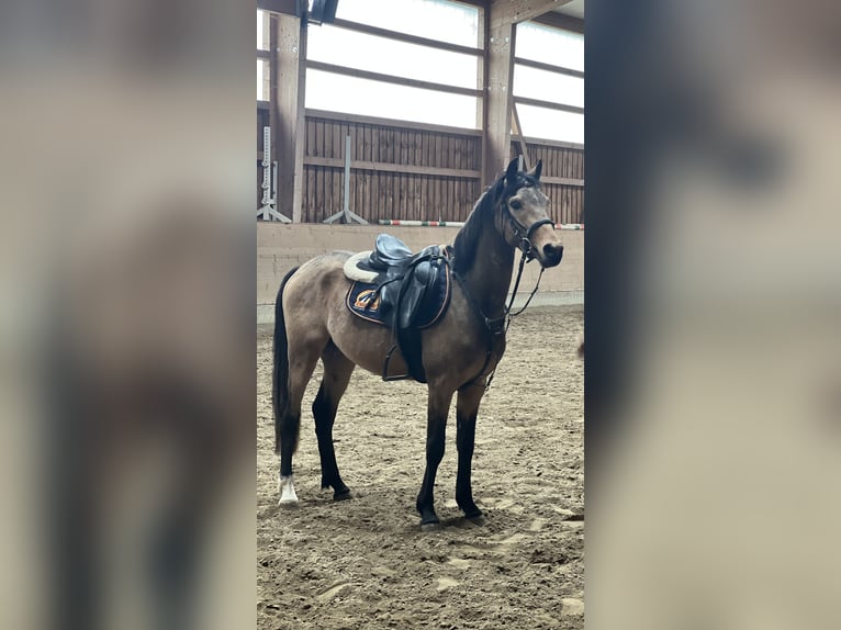 German Riding Pony Gelding 3 years 14,2 hh Buckskin in Haibach