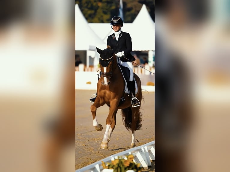 German Riding Pony Gelding 3 years 14,2 hh Chestnut-Red in Neckargem&#xFC;nd