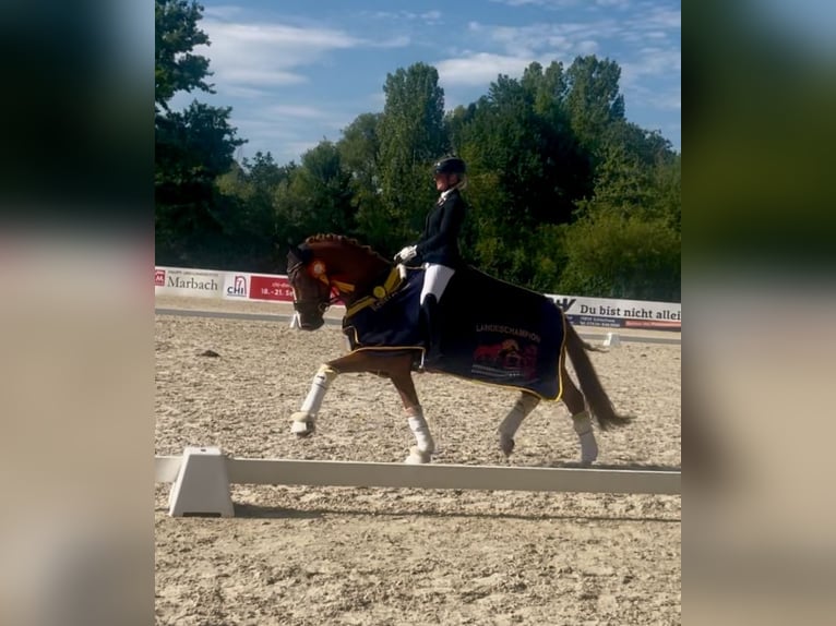 German Riding Pony Gelding 3 years 14,2 hh Chestnut-Red in Neckargem&#xFC;nd