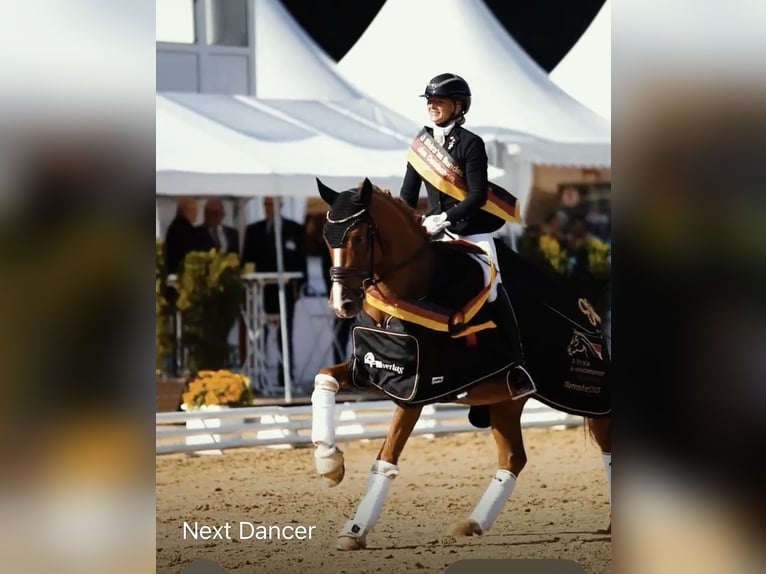 German Riding Pony Gelding 3 years 14,2 hh Chestnut-Red in Neckargem&#xFC;nd