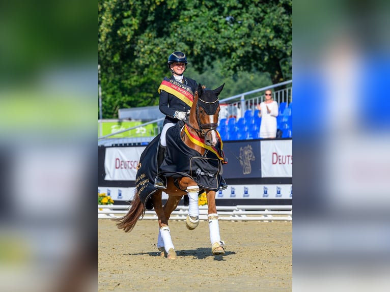 German Riding Pony Gelding 3 years 14,2 hh Chestnut-Red in Neckargem&#xFC;nd